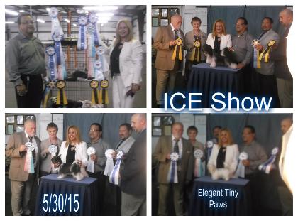 ICE_show_collage-420x311