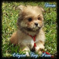 Storm 10 weeks old 6