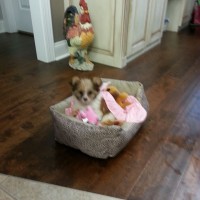 lil Hana in her new bed